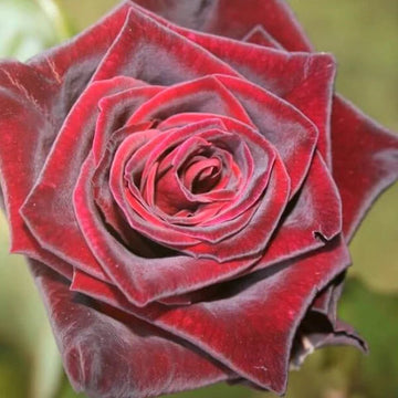 Hybrid Tea Rose Flower Seeds for Planting – Heirloom, Non-GMO Seeds for Garden Blooms