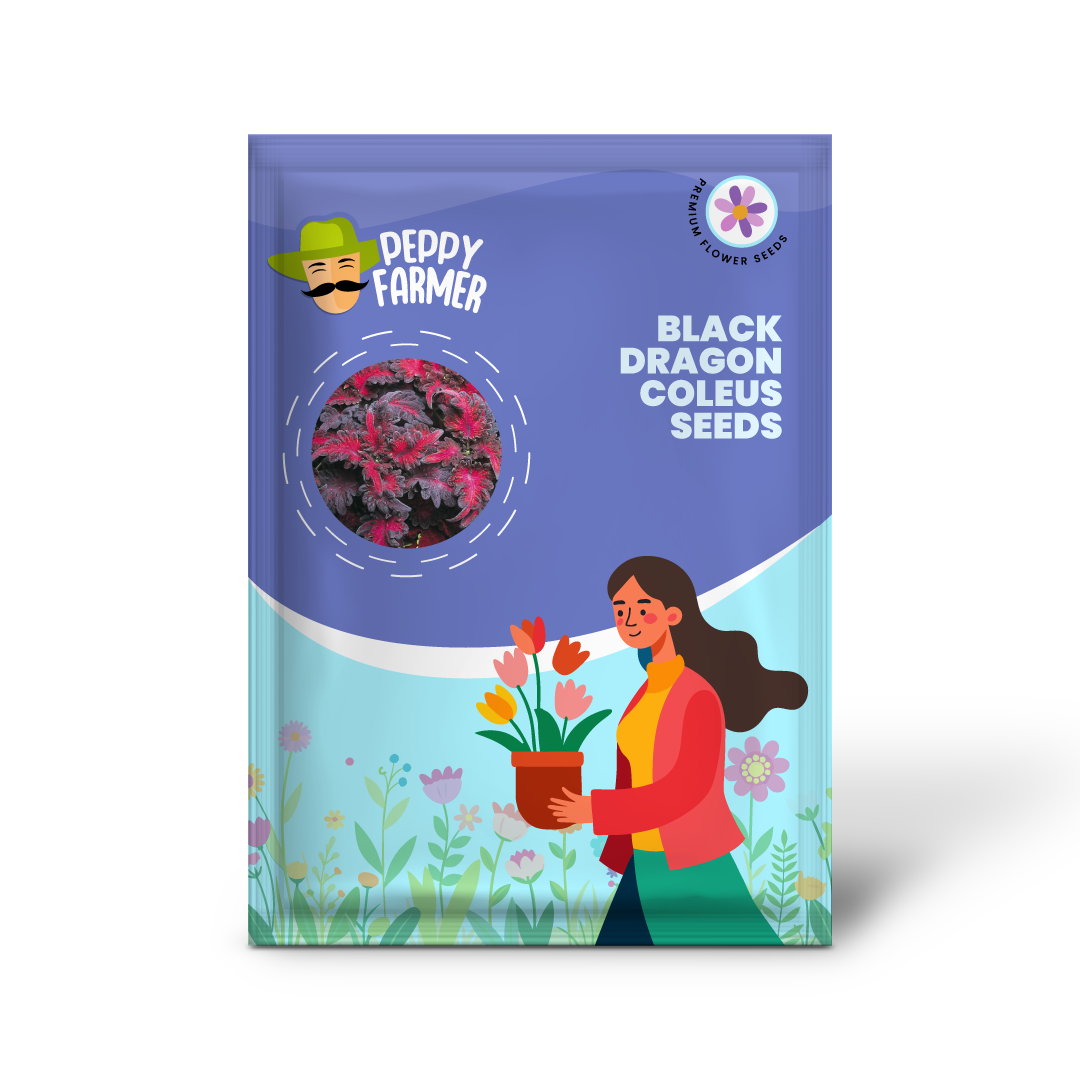 Black Dragon Coleus Flower Seeds for Planting - NON GMO Seeds