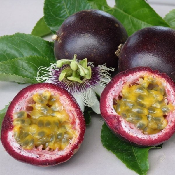Black Passion Fruit Seeds for Planting – Heirloom & Non-GMO Seeds for Home Garden