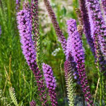 Lavender Liatris Flower Seeds for Planting NON GMO Seeds