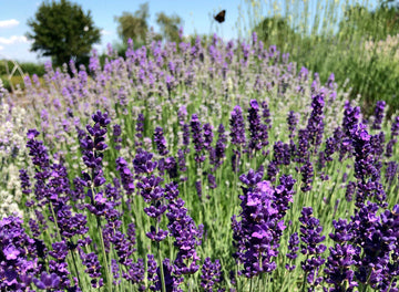 Lavanda Flower Seeds for Planting - NON GMO Seeds