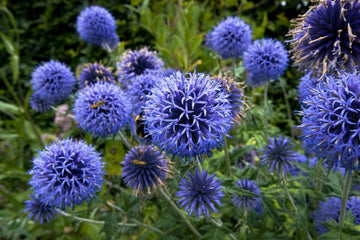 Heirloom Echinops Flower Seeds, Non-GMO Globe Thistle Blooms for Drought-Tolerant Garden Planting