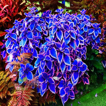 Blue-White Coleus Herb Seeds