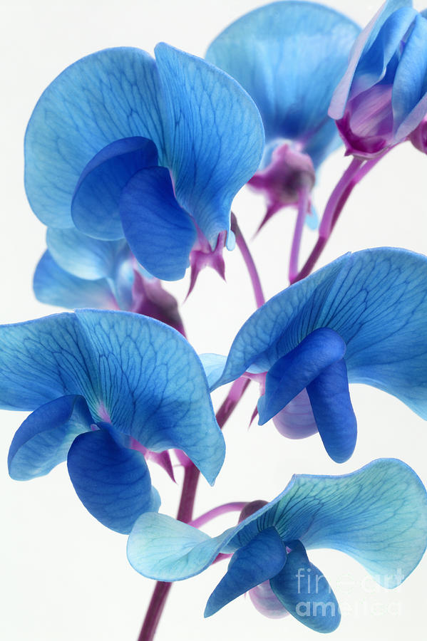 Pea Flower Seeds for Planting, Heirloom, Non-GMO, 100 pcs for planting in home garden