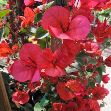 San Diego Red Bougainvillea Flower Seeds for Planting - Perennial, Heirloom & Non-GMO Garden Seeds for planting in home garden