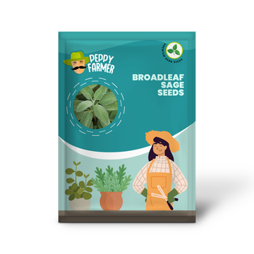 Broadleaf Sage Herb Seeds