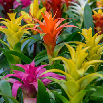 Non-GMO Mixed Bromeliad Flower Seeds for Garden Planting – Exotic Tropical Blooms