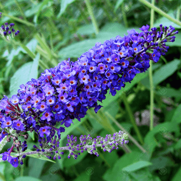 Empire Blue Buddleja Alternifolia Seeds for Planting – Non-GMO Heirloom Seeds