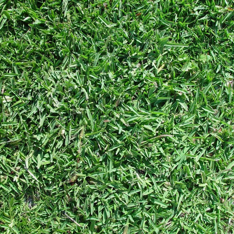 Buffalo Grass Seed Blend - Eco-Friendly, Drought-Tolerant Lawn Solution