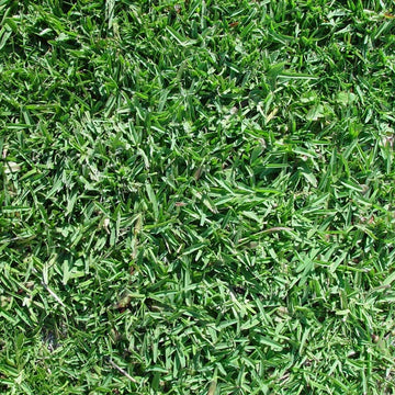 Buffalo Grass Seed Blend - Eco-Friendly, Drought-Tolerant Lawn Solution