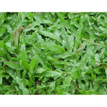 Green Buffalo Grass (Bouteloua dactyloides) – Premium Drought-Tolerant Lawn Seed