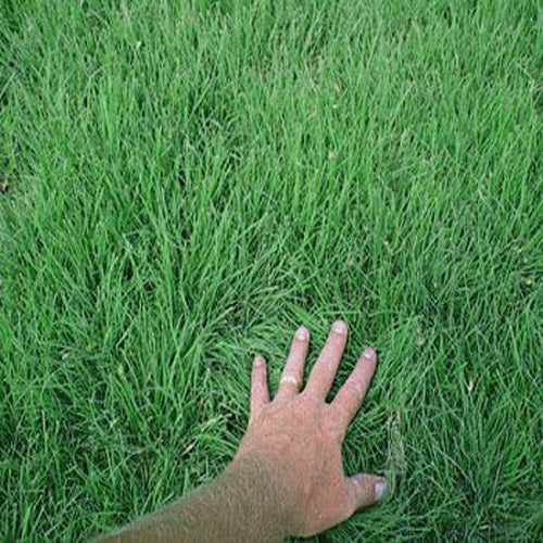 Sundance Buffalo Grass Seed - Drought-Resistant, Low-Maintenance Lawn Solution