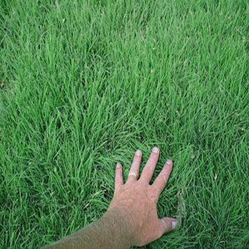 Sundance Buffalo Grass Seed - Drought-Resistant, Low-Maintenance Lawn Solution