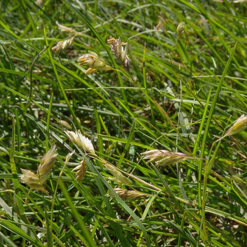 Prairie Buffalo Grass (Bouteloua gracilis) – Drought-Tolerant, Low-Maintenance Lawn Seed