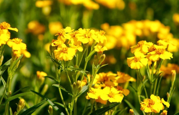 Tagetes Lucida Flower Seeds – Heirloom Non-GMO Seeds for Fragrant and Medicinal Garden Planting