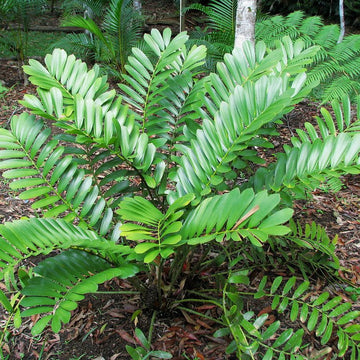 Green Zamia Furfuracea Plant Seeds for Planting - Heirloom and Non-GMO Garden Seeds