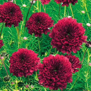 Cosmos Double Click Cranberries Flower Seeds for Planting – Vibrant, Heirloom Garden Blooms