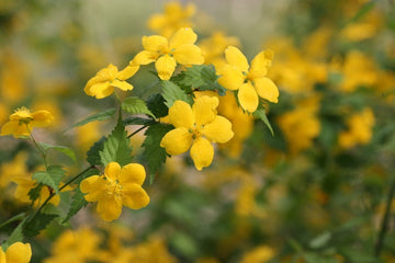 Heirloom Non-GMO Kerria Japonica Flower Seeds for Planting – Bright Yellow Blooms for Ornamental Shrub Gardens