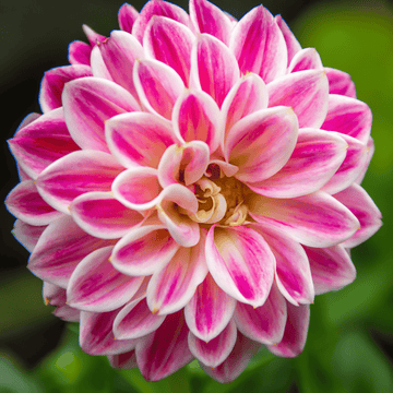 White Pink Zinnia Flower Seeds for Planting â€“ Non-GMO, Heirloom, Vibrant Garden Blooms