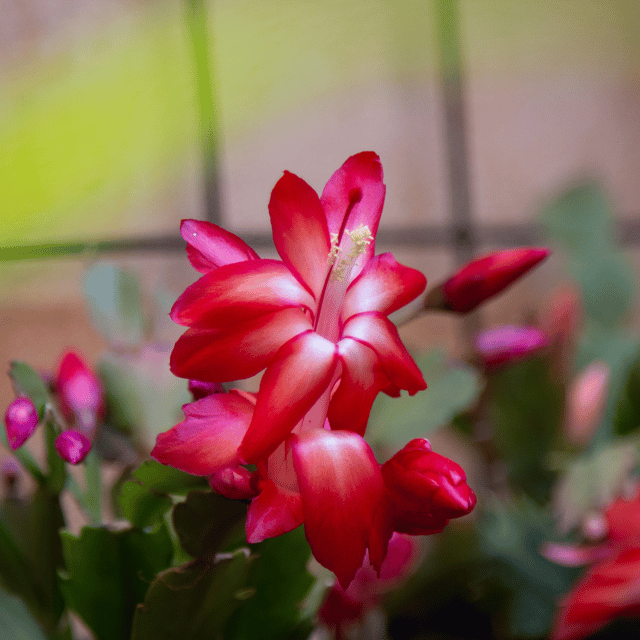 Schlumbergera (Schlumbergera scientific name) for planting in garden