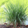 Premium Lemongrass Seeds for Gardening – Non-GMO, High Germination See