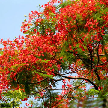 Brachychiton Acerifolius Flower Seeds for Planting, Heirloom, Non-GMO Flower Seeds