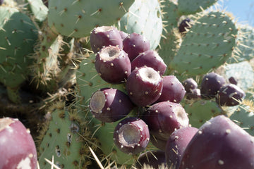 Fresh Kaktusfeige Flower Seeds for Planting - NON GMO Seeds
