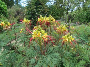 Caesalpinia Gilliesii Flower Seeds â€“ Heirloom, Non-GMO Seeds for Planting Exotic Blooms