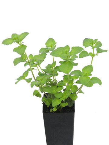 Green Calamintha Herb Plant Seeds for Planting-Garden and Kitchen Use – Fresh Herb for Your Garden