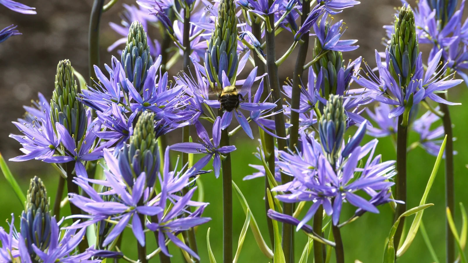 Camassia Flower Seeds, Heirloom, Non-GMO Seeds for Planting - Flower for planting in home garden