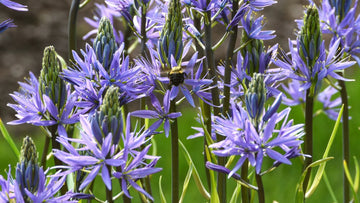 Camassia Flower Seeds, Heirloom, Non-GMO Seeds for Planting