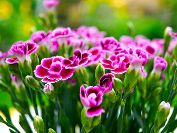 Heirloom Non-GMO White Pink Carnation Flower Seeds for Planting