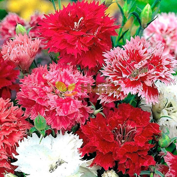 Mixed Dianthus Sonata Flower Seeds for Planting - NON GMO Seeds