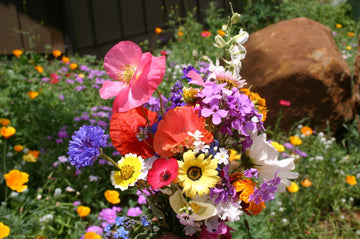 Mixed Cascade Flower Seeds for Planting - NON GMO Seeds