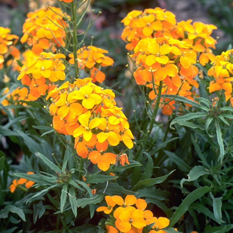 Heirloom Non-GMO Orange Cheiranthus Flower Seeds for Bright Garden Borders and Planting for planting in home garden