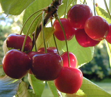 Dwarf Cherry Fruit Seeds
