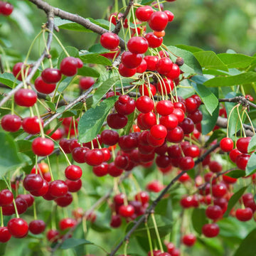 Dwarf Cherry Fruit Seeds
