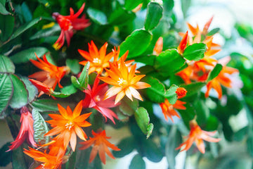 Schlumbergera Flower Seeds for Planting ,Heirloom Seeds -100 pcs
