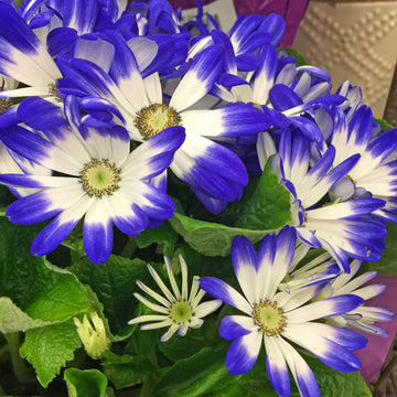 Heirloom Blue White Cineraria Flower Seeds for Planting, Non-GMO