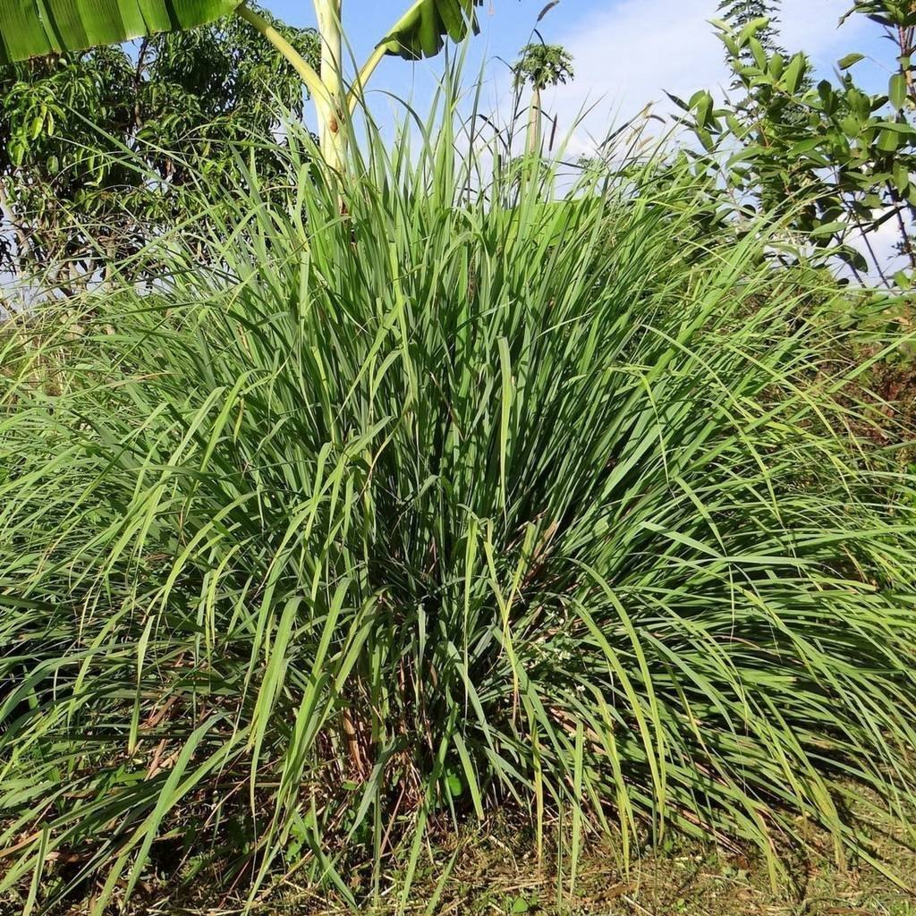 Cymbopogon winterianus (Java Citronella)