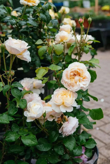 Moonlight Rose Plant Seeds for Planting Non-GMO Heirloom Garden Seeds Perfect for Growing in Any Garden