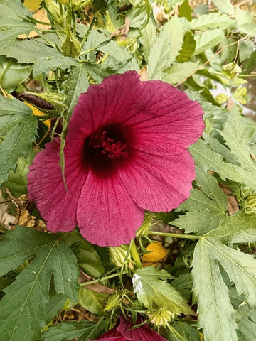 African Rosemallow Flower Seeds â€“ Tropical Hibiscus Variety, Non-GMO Blooms for Garden Borders