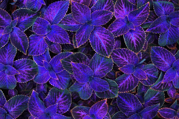 Violet Coleus Plant Seeds – Heirloom, Non-GMO, Perfect for Garden Planting