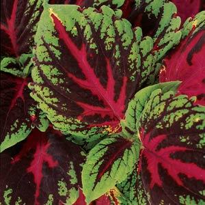 Heirloom Coleus kong Red Flower Seeds – Non-GMO garden Seeds for Planting
