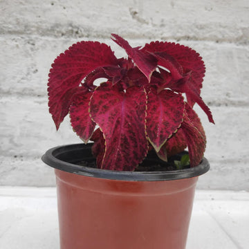 Red Coleus Herb Seeds