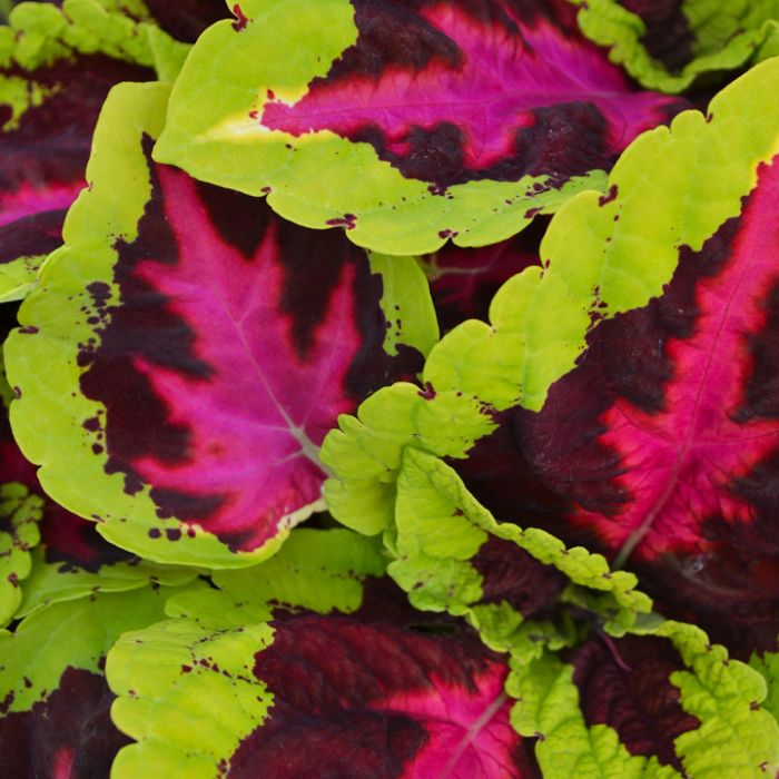 Heirloom Coleus kong rose Plant Seeds for Planting - Beautiful Blooms, garden seeds - Coleus for planting in home garden