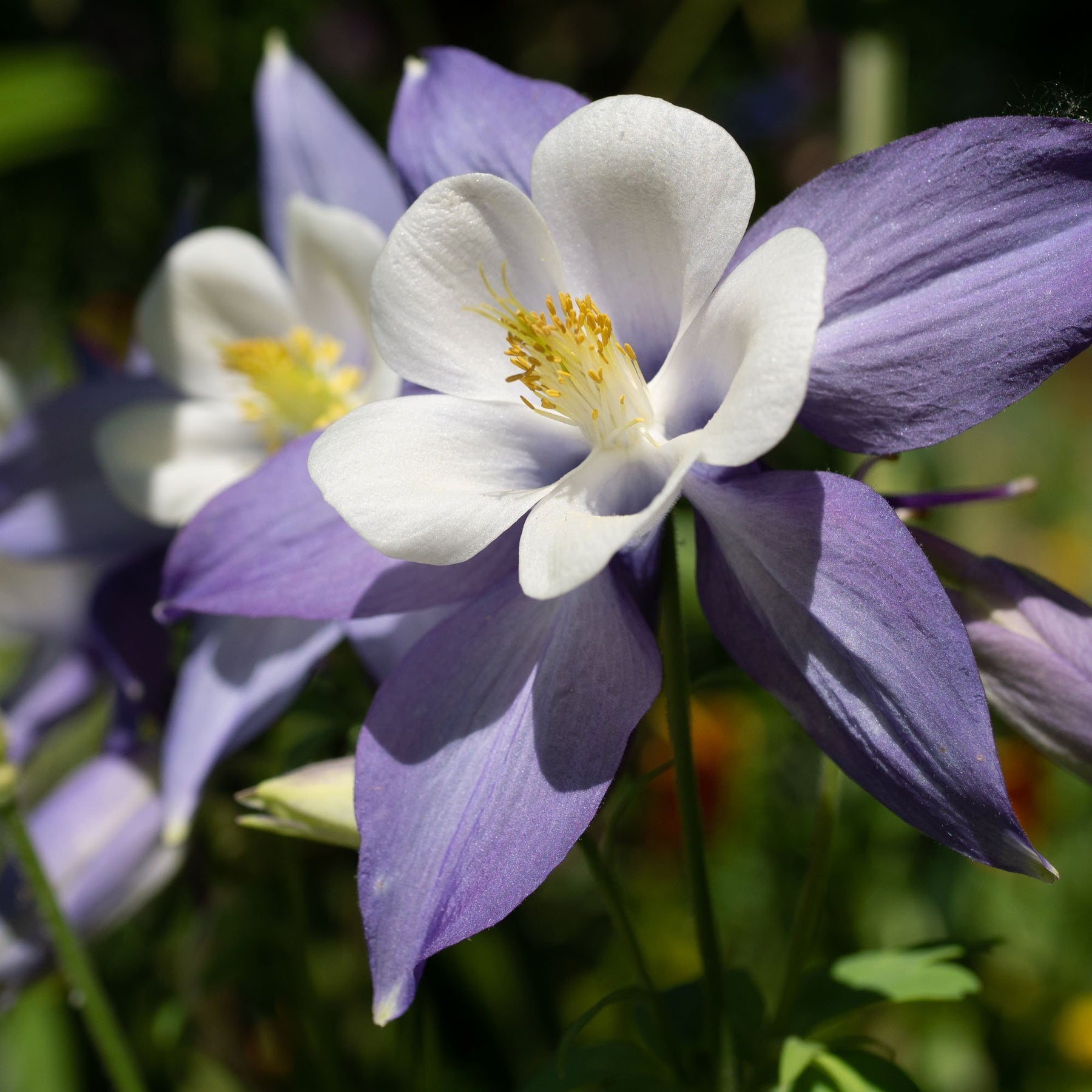 Columbine Flower Seeds for Planting 100 pcs - Flower for planting in home garden