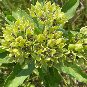 Heirloom Asclepias Flower Seeds, Non-GMO Pollinator-Friendly Blooms for Garden Planting