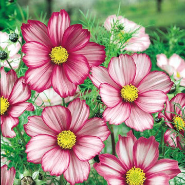 Candy Stripe Cosmos Flower Seeds for Planting â€“ Vibrant, Non-GMO, Heirloom Seeds