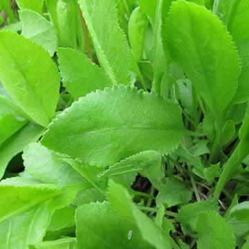 Costmary Herb Seeds